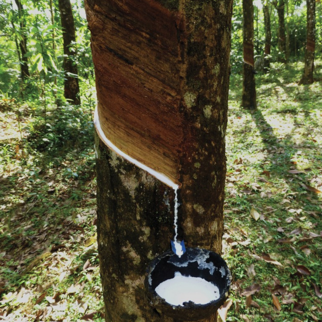 RUBBER - a Natural Treasure from The Jungle